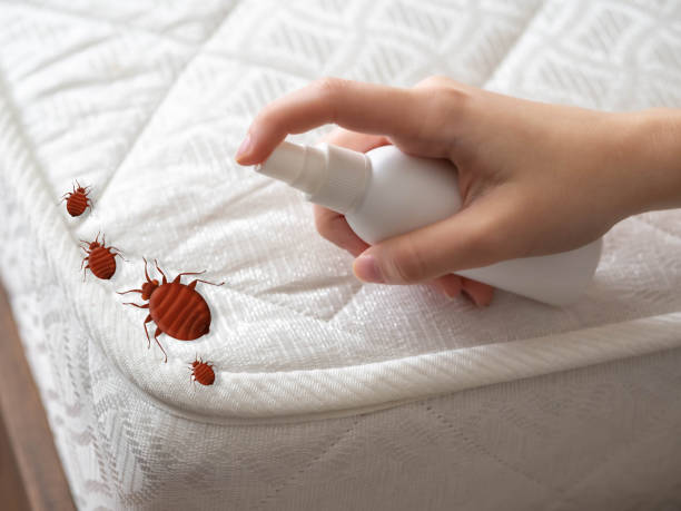 Emergency Pest Control in Verona Walk, FL